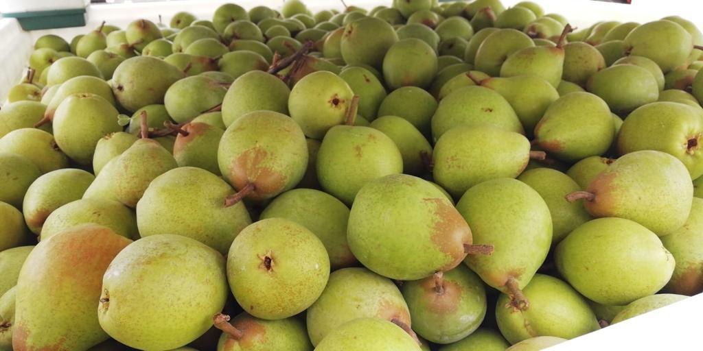 Poire Rocha
